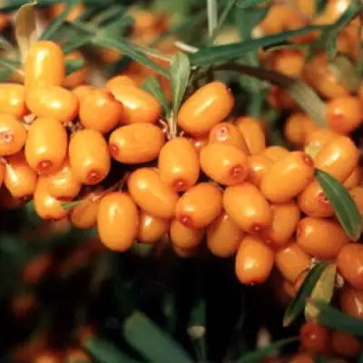 Облепиха ДАР МГУ в Горках