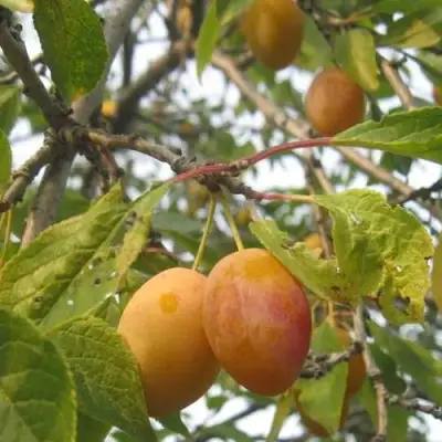 Слива НАТАША в Горках