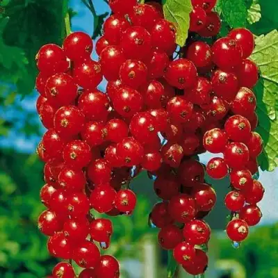 Смородина красная РОВАДА в Горках