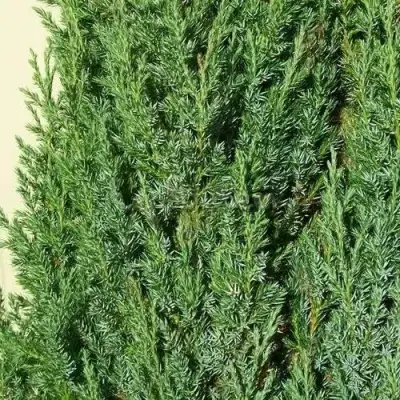 Можжевельник ХИБЕРНИКА обыкновенный  в Горках