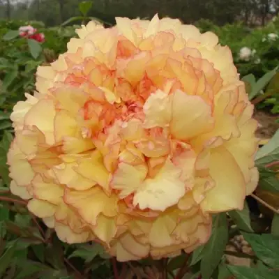 Пион ЗОЛОТАЯ РОССЫПЬ древовидный в Горках