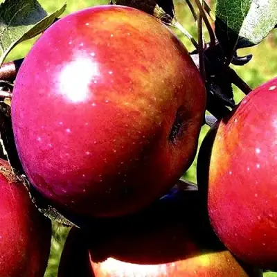 Яблоня ВЕСЯЛИНА в Горках