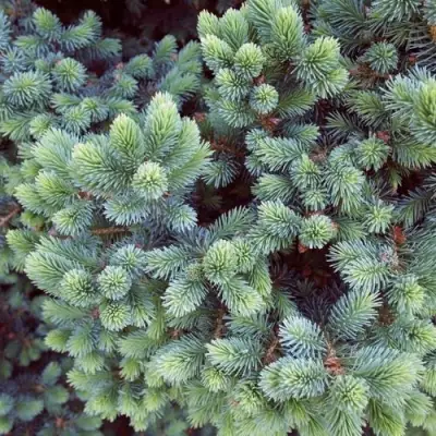 Ель ЭХИНИФОРМИС сизая в Горках