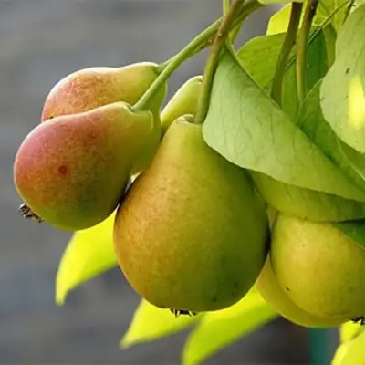 Груша СЕВЕРЯНКА в Горках