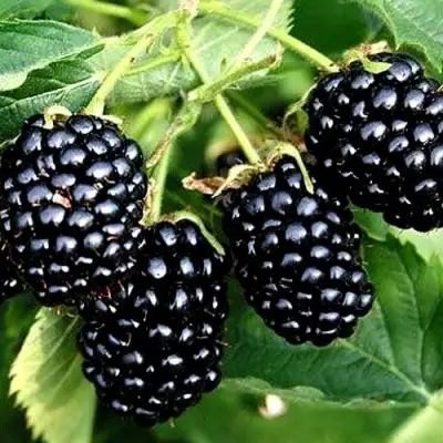 Ежевика ПРАЙМ АРК ТРЕВЕЛЕР ремонтантная  в Горках