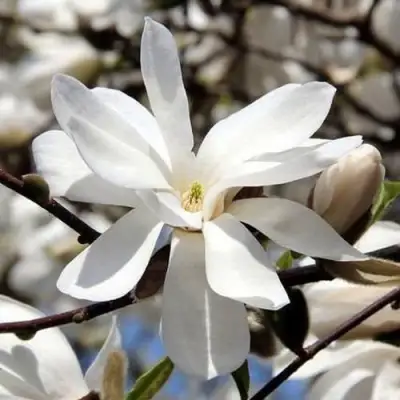 Магнолия ЛЕБНЕРА МЕРРИЛЛ в Горках