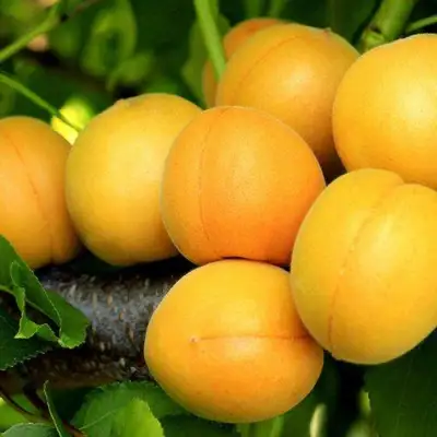 Абрикос ЦАРСКИЙ в Горках