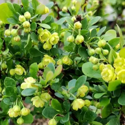 Барбарис КОБОЛЬД тунберга в Горках