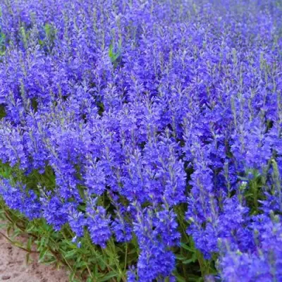 Вероника австрийская в Горках