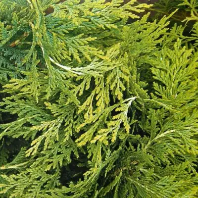 Кипарисовик САНКИСТ лавсона в Горках