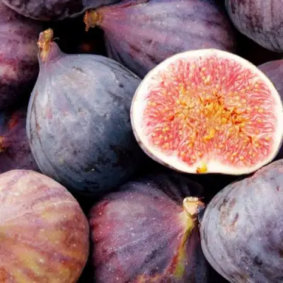 Инжир МУАССОН в Горках