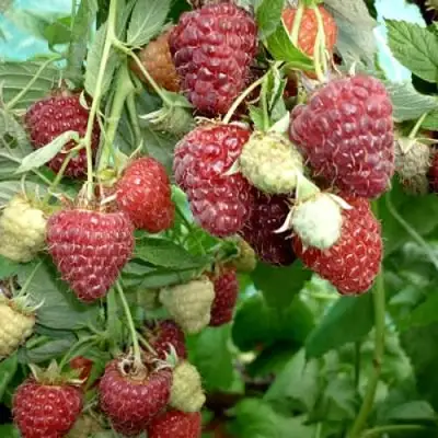 Малина ЖАР-ПТИЦА в Горках