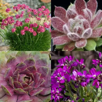 Комплект МИНИ САД в Горках