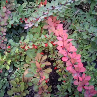 Барбарис ГРИН КАРПЕТ тунберга в Горках