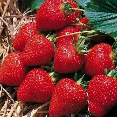 Клубника КИМБЕРЛИ в Горках