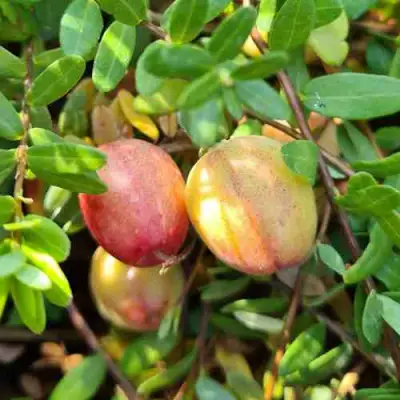 Клюква СТАНКОВИЧ в Горках