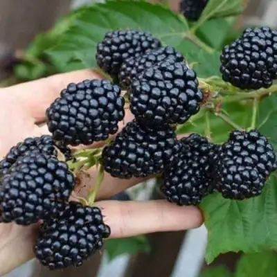 Ежевика ДЖАМБО бесшипная  в Горках