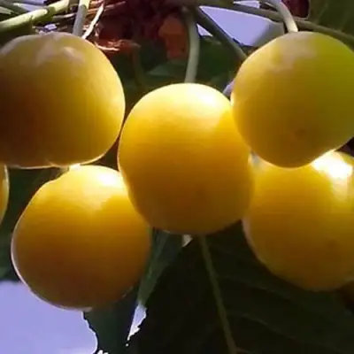 Черешня ЧЕРМАШНАЯ в Горках