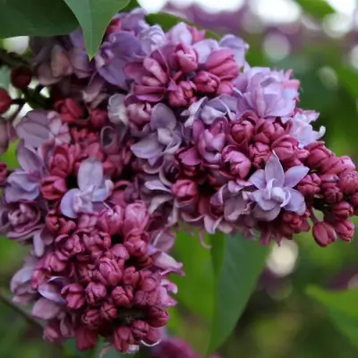 Сирень П.П.КОНЧАЛОВСКИЙ в Горках