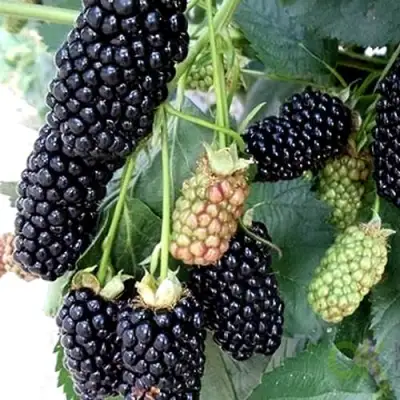 Ежевика ПРАЙМ АРК 45 ремонтантная   в Горках