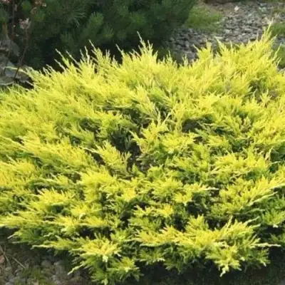 Можжевельник ЛАЙМ ГЛОУ горизонтальный  в Горках