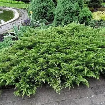 Можжевельник РОКЕРИ ДЖЕМ казацкий  в Горках