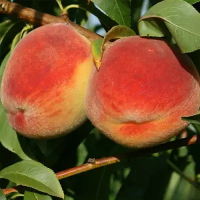 Персик МАРИЯ в Горках