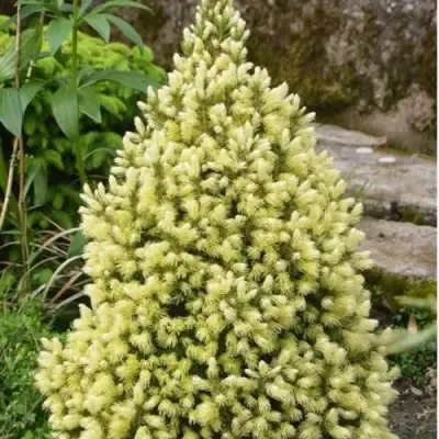 Ель МАЙГОЛД колючая в Горках