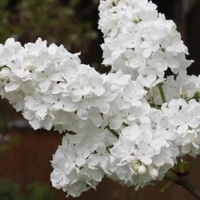 Сирень ФЛОРА в Горках