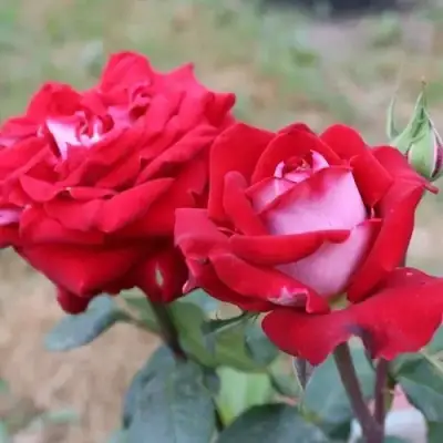 Роза АЛЬЯНС чайно-гибридная в Горках