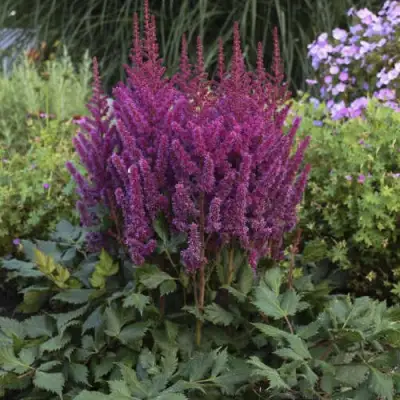 Астильба ВИЖНС китайская в Горках