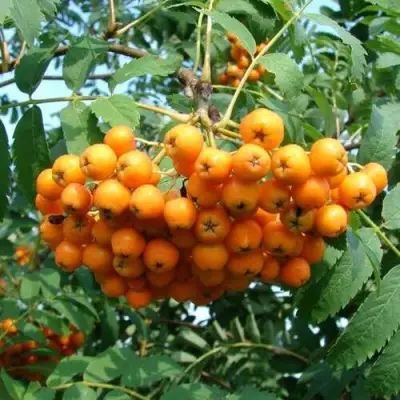 Рябина НЕВЕЖИНСКАЯ ЖЕЛТАЯ сладкоплодная в Горках