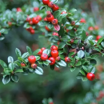 Кизильник горизонтальный в Горках