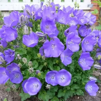 Колокольчик САНТА карпатский в Горках