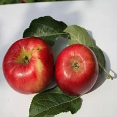 Яблоня РЕДФРИ в Горках