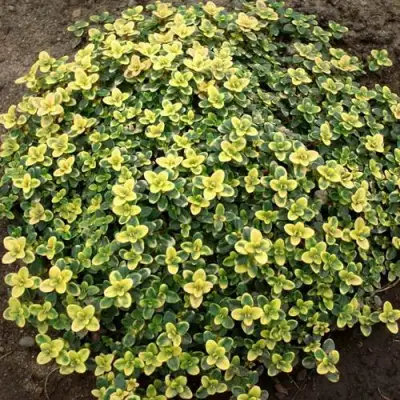 Тимьян ДОННА ВАЛЕЙ лимоннопахнущий в Горках