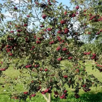 Рябина БУРКА сладкоплодная в Горках