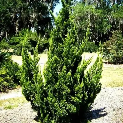 Можжевельник КАЙЗУКА китайский в Горках