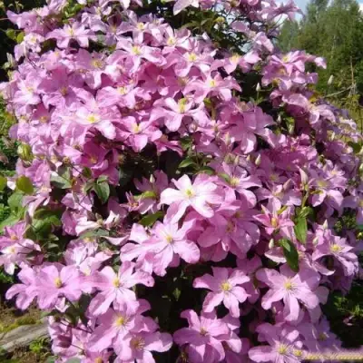 Клематис КОМТЕСС ДЕ БУШО в Горках