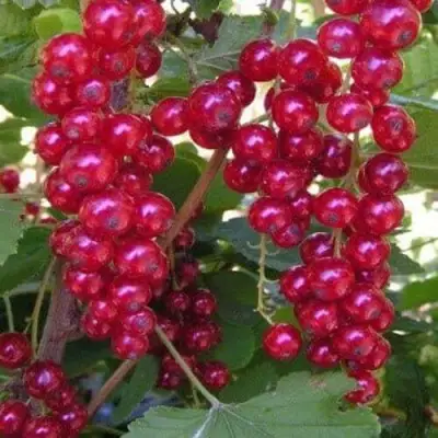 Смородина красная ПУРПУРНАЯ в Горках