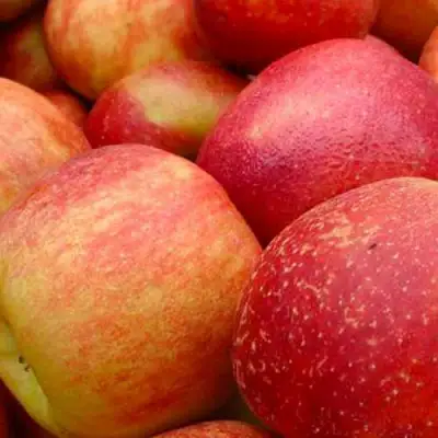 Яблоня ДЖОНАГОЛД в Горках