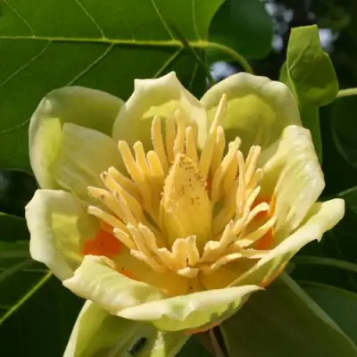 ЛИРИОДЕНДРОН тюльпанный в Горках