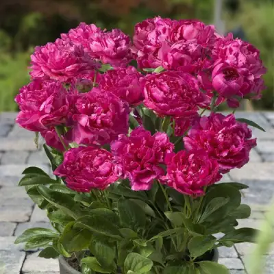 Пион ЛОНДОН травянистый в Горках