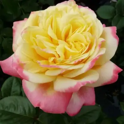 саженцы розы Кордес Джубили