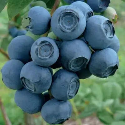 Голубика РУБЕЛ в Горках