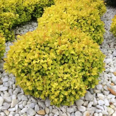 Барбарис БОНАНЗА ГОЛД тунберга в Горках