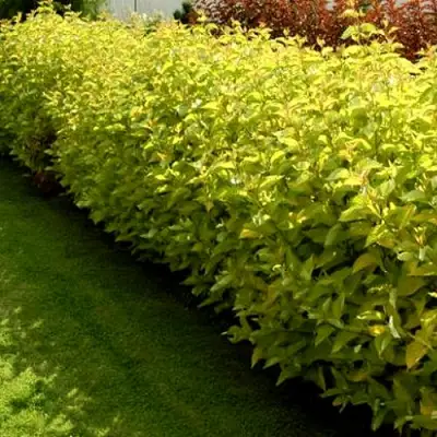 Комплект ДАРТС ГОЛД в Горках