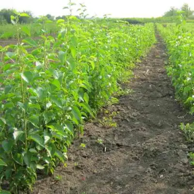 Подвой черешни ДИКАЯ ЧЕРЕШНЯ в Горках