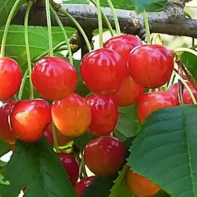 Черешня ДОНЧАНКА в Горках