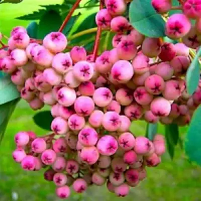 Рябина ПИНК сладкоплодная в Горках